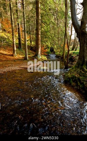 Cardrona Forest in der schottischen Grenze bei Peebles Stockfoto