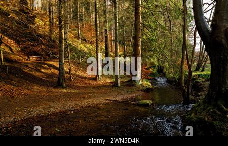 Cardrona Forest in der schottischen Grenze bei Peebles Stockfoto