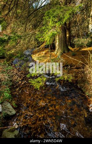 Cardrona Forest in der schottischen Grenze bei Peebles Stockfoto