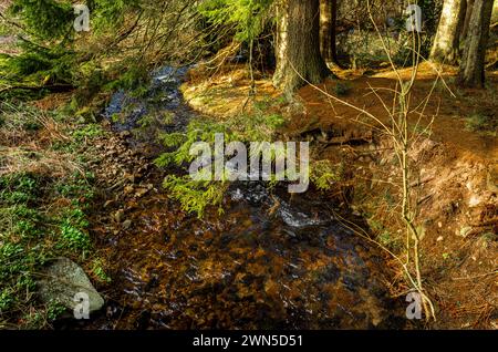 Cardrona Forest in der schottischen Grenze bei Peebles Stockfoto