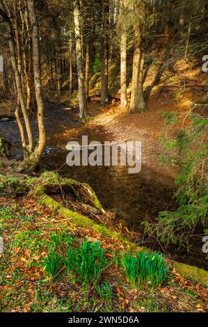 Cardrona Forest in der schottischen Grenze bei Peebles Stockfoto