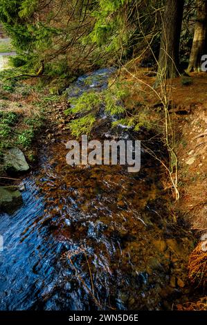 Cardrona Forest in der schottischen Grenze bei Peebles Stockfoto