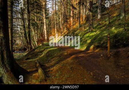 Cardrona Forest in der schottischen Grenze bei Peebles Stockfoto