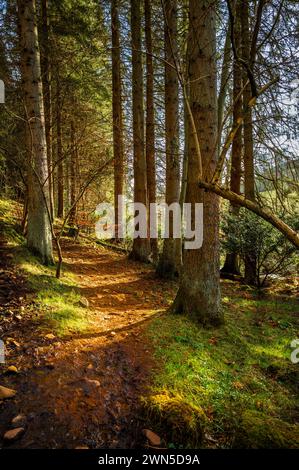 Cardrona Forest in der schottischen Grenze bei Peebles Stockfoto