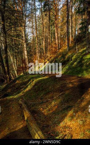 Cardrona Forest in der schottischen Grenze bei Peebles Stockfoto