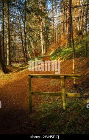 Cardrona Forest in der schottischen Grenze bei Peebles Stockfoto