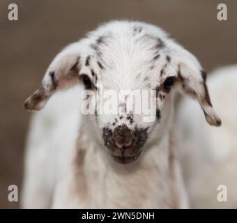 Junge Schaflamm mit weißer Farbe und schwarzen Flecken, die direkt in die Kamera blicken. Stockfoto