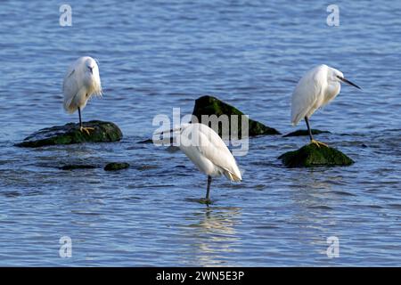 Drei kleine Reiher (Egretta garzetta), die im Spätwinter auf Felsen entlang der Nordseeküste ruhen Stockfoto