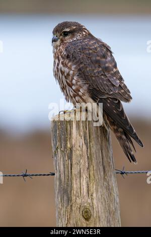 Eurasisches merlin (Falco columbarius aesalon) Weibchen, das im Spätwinter auf hölzernen Zaunpfosten in Feuchtgebieten thront Stockfoto