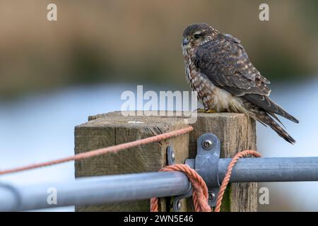 Eurasisches merlin (Falco columbarius aesalon) Weibchen, das im Spätwinter auf hölzernen Zaunpfosten auf Ackerland thront Stockfoto