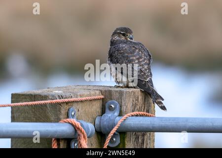 Eurasisches merlin (Falco columbarius aesalon) Weibchen, das im Spätwinter auf hölzernen Zaunpfosten auf Ackerland thront Stockfoto