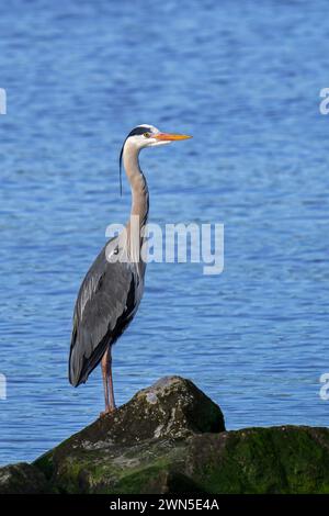 Graureiher (Ardea cinerea) in Zuchtgefieder, der im Spätwinter an der Nordseeküste auf Felsen ruht Stockfoto