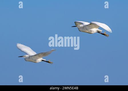 Zwei kleine Reiher (Egretta garzetta) im Flug gegen blauen Himmel entlang der Nordseeküste im Spätwinter Stockfoto