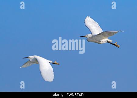 Zwei kleine Reiher (Egretta garzetta) im Flug gegen blauen Himmel entlang der Nordseeküste im Spätwinter Stockfoto