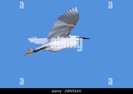 Kleiner Reiher (Egretta garzetta), der im Spätwinter gegen den blauen Himmel entlang der Nordseeküste fliegt Stockfoto