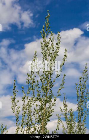 Wermut-grüne graue Blätter mit schönen gelben Blüten. Artemisia absinthium absinthium, Absintholzblüher, Nahaufnahme Makro. Stockfoto