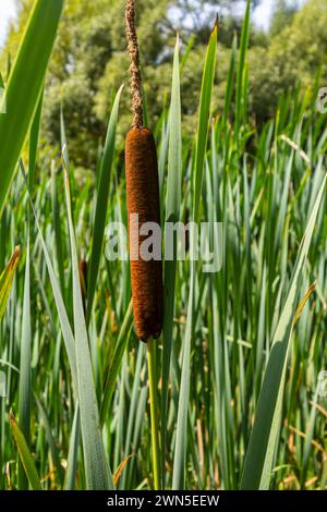 typha Wildpflanze am Teich, sonniger Sommertag. Typha angustifolia oder Cattail. Stockfoto