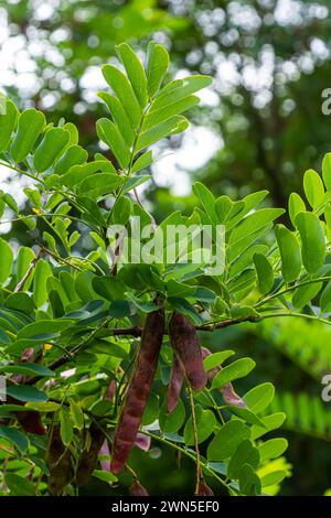 Robinia pseudoacacia, allgemein bekannt als schwarze Heuschrecke mit Samen. Stockfoto