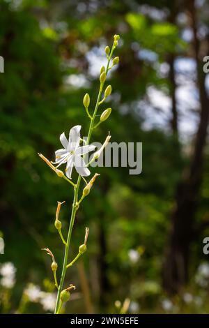 Zerbrechliche weiße und gelbe Blüten von Anthericum ramosum, sternförmig, wachsen auf einer Wiese in wilder Wildnis, verschwommener grüner Hintergrund, warme Farben, helles an Stockfoto