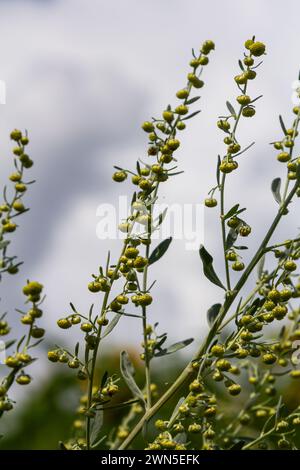 Wermut-grüne graue Blätter mit schönen gelben Blüten. Artemisia absinthium absinthium, Absintholzblüher, Nahaufnahme Makro. Stockfoto