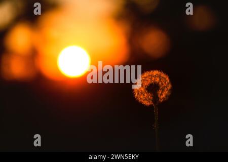 Die Silhouette eines zarten Löwenzahn hebt sich vom warmen Glanz der untergehenden Sonne in der ruhigen schwedischen Landschaft ab. Die Hintergrundbeleuchtung der s Stockfoto