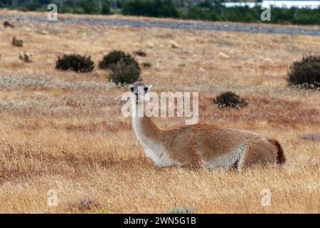 Guanaco in typisch patagonischer Landschaft von der Seite gesehen. Stockfoto