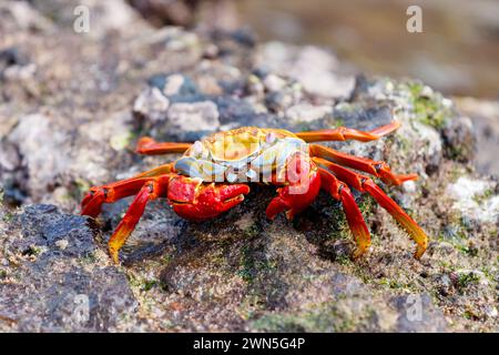 Frontale Aufnahme von Sally Lightfoot Crab auf einem Lavastein, Galapagos Stockfoto