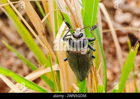 Ein riesiger metallischer Ceiba-Borer auf Guinea-Gras Stockfoto