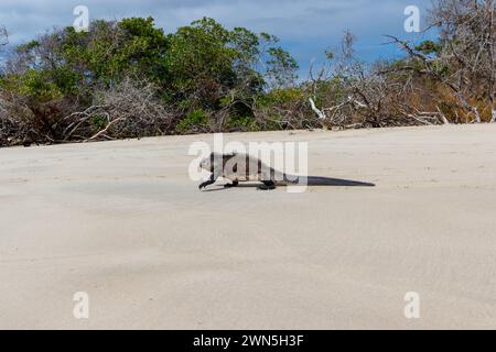 Meeresleguana, die über den Strand laufen, Isabela Island, Galapagos Ecuador. Stockfoto