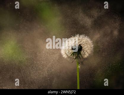 Löwenzahnsamen, die im Wind auf dunklem Hintergrund wehen. Stockfoto