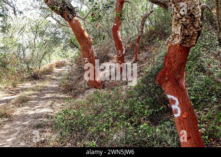 Geerntete Korkeiche (Quercus suber) in einem alten Wald, Landschaft mit typisch portugiesischer Vegetation, nachhaltiges Korkmaterial, Nummer 3 steht für Stockfoto