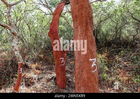 Geerntete Korkeiche (Quercus suber) in einem alten Wald, Landschaft mit typisch portugiesischer Vegetation, nachhaltiges Korkmaterial, Nummer 3 steht für Stockfoto