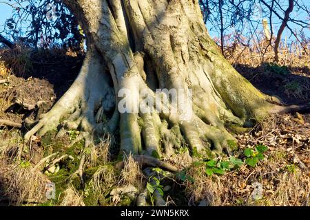 Buche (fagus sylvatica), Nahaufnahme der Basis eines großen, Reifen Baumes und die sich ausbreitende Verwirrung der Stützwurzeln, die dazu beitragen, ihn auf einem Hügel zu halten. Stockfoto
