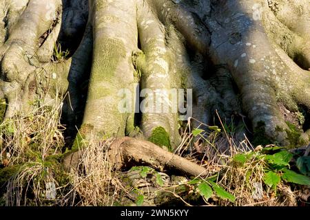 Buche (fagus sylvatica), Nahaufnahme der Basis eines großen, Reifen Baumes, der das sich ausbreitende Verwirren von Stollenwurzeln zeigt, die ihn halten. Stockfoto