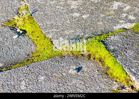 Nahaufnahme mit Moosen und Gräsern, die an der Kreuzung mehrerer Pflastersteine auf einem wenig benutzten Pflaster wachsen. Stockfoto