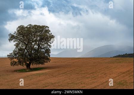 Majestätische Eiche auf einem Ackerfeld an einem stürmischen Wintertag in Andalusien (Spanien) Stockfoto