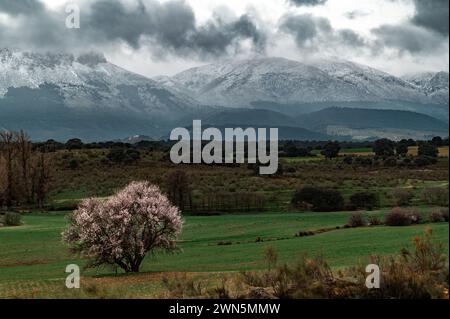 Blick auf die andalusische Agrarlandschaft am Ende des Winters mit einem blühenden Mandelbaum auf der Wiese und schneebedeckten Bergen im Hintergrund Stockfoto