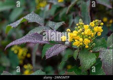 Berberin oder chinesische Berberbeere (Berberis sp.), Strauch mit kleinen gelben Blüten, bedeckt mit Regentropfen Stockfoto