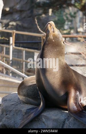 Ein großer Pelzrobben liegt auf einem Felsen in einem Zoo Stockfoto