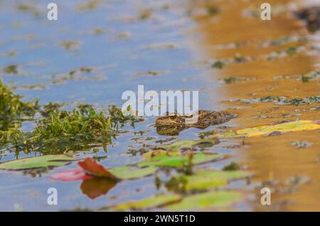 Frosch zwischen Seerosenpolstern im Teich bei Laredo, Texas. Stockfoto