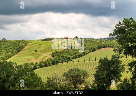 Weinproduktion mit reifen Trauben vor der Lese in einem alten Weinberg mit Weingut in der toskana Weinanbaugebiet in der Nähe von Montepulciano, Italien Europa Stockfoto