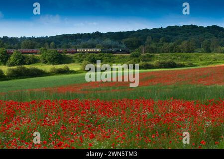 22/06/14 in einem wahren Bild eines glorreichen britischen Sommers bahnt sich eine Dampfeisenbahn auf der Severn Valley Railway vorbei an sanften Hügeln und Hektar Rot Stockfoto