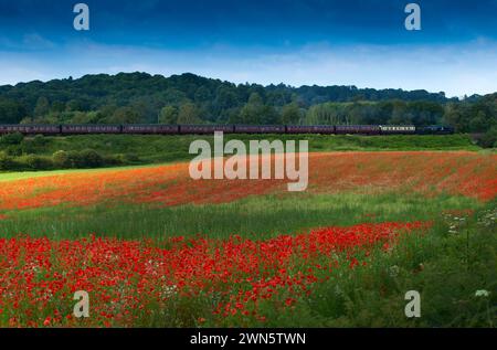 22/06/14 in einem wahren Bild eines glorreichen britischen Sommers bahnt sich eine Dampfeisenbahn auf der Severn Valley Railway vorbei an sanften Hügeln und Hektar Rot Stockfoto