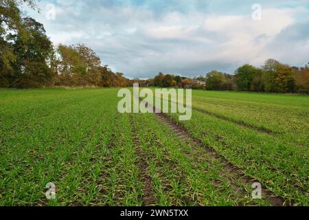 Ein gepflügtes und bearbeitetes Feld mit Frühlingsfrühlingskulturen, das auf dem Feld wächst Stockfoto