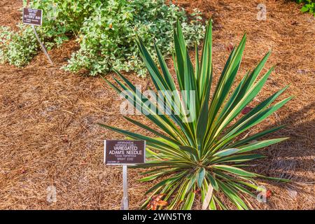 Bunte Adams Nadel Yucca filamentosa „HELLE KANTE“ Stockfoto