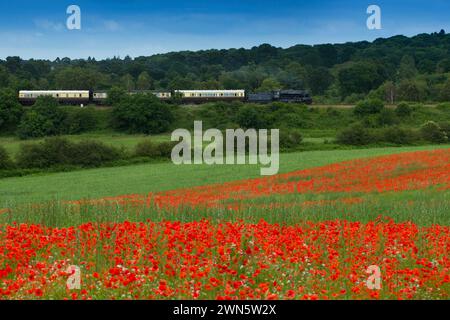 22/06/14 in einem wahren Bild eines glorreichen britischen Sommers bahnt sich eine Dampfeisenbahn auf der Severn Valley Railway vorbei an sanften Hügeln und Hektar Rot Stockfoto