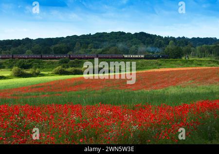 22/06/14 in einem wahren Bild eines glorreichen britischen Sommers bahnt sich eine Dampfeisenbahn auf der Severn Valley Railway vorbei an sanften Hügeln und Hektar Rot Stockfoto