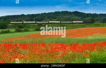 22/06/14 in einem wahren Bild eines glorreichen britischen Sommers bahnt sich eine Dampfeisenbahn auf der Severn Valley Railway vorbei an sanften Hügeln und Hektar Rot Stockfoto