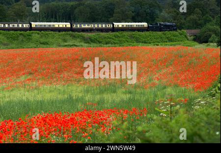 22/06/14 in einem wahren Bild eines glorreichen britischen Sommers bahnt sich eine Dampfeisenbahn auf der Severn Valley Railway vorbei an sanften Hügeln und Hektar Rot Stockfoto