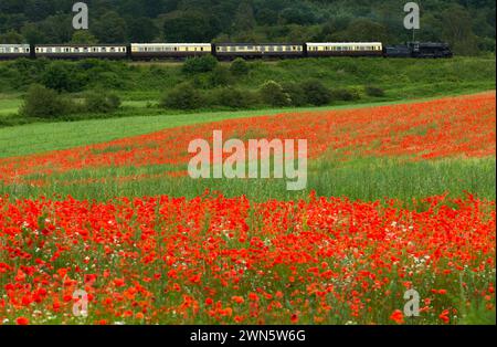 22/06/14 in einem wahren Bild eines glorreichen britischen Sommers bahnt sich eine Dampfeisenbahn auf der Severn Valley Railway vorbei an sanften Hügeln und Hektar Rot Stockfoto